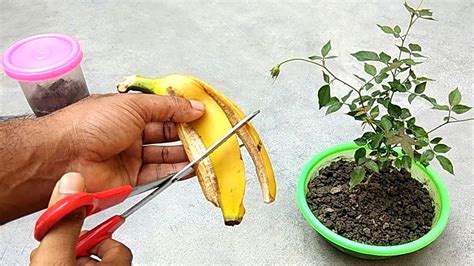 how to make banana peel fertilizer and the importance of recycling in reducing waste