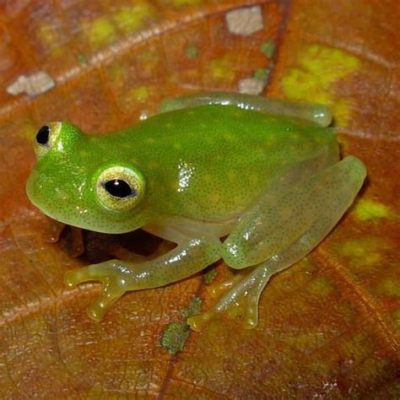 Why are Glass Frogs Endangered, and How Do Their Unique Traits Influence Conservation Efforts?